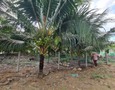Mua Bán nhà đất