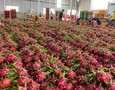 Điện lạnh, Máy, Gia dụng