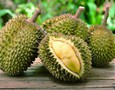 Vườn, Ngoại thất