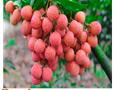 Cơ hội giao thương