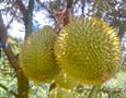 Vườn, Ngoại thất