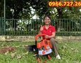Điện lạnh, Máy, Gia dụng