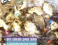 Cơ hội giao thương