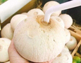 Cơ hội giao thương