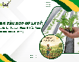Cơ hội giao thương
