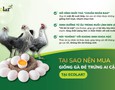 Cơ hội giao thương