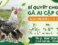 Cơ hội giao thương