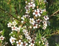 Vườn, Ngoại thất