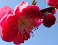 Vườn, Ngoại thất