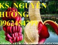 Vườn, Ngoại thất