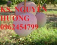 Vườn, Ngoại thất