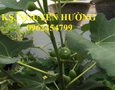 Vườn, Ngoại thất