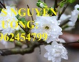 Vườn, Ngoại thất