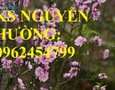 Vườn, Ngoại thất