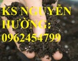 Vườn, Ngoại thất