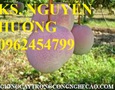 Vườn, Ngoại thất