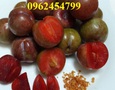 Vườn, Ngoại thất