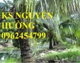 Vườn, Ngoại thất