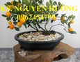 Vườn, Ngoại thất