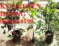 Vườn, Ngoại thất