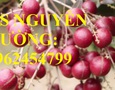 Vườn, Ngoại thất