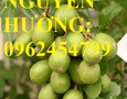 Vườn, Ngoại thất