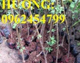 Vườn, Ngoại thất