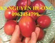 Vườn, Ngoại thất