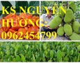 Vườn, Ngoại thất