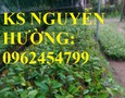 Vườn, Ngoại thất
