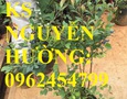 Vườn, Ngoại thất