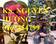 Vườn, Ngoại thất