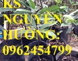Vườn, Ngoại thất