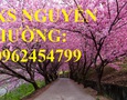 Vườn, Ngoại thất
