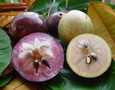 Vườn, Ngoại thất