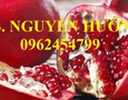 Vườn, Ngoại thất