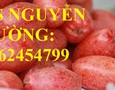 Vườn, Ngoại thất