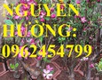 Vườn, Ngoại thất