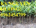 Vườn, Ngoại thất