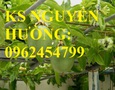 Vườn, Ngoại thất