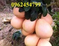 Vườn, Ngoại thất
