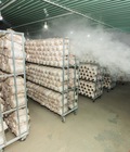 Giải pháp hiệu quả cho nhà nấm khi sử dụng máy phun sương tạo ẩm 