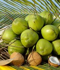 Dừa sấy giòn món ăn vặt béo thơm, giòn rụm từ cơm dừa Bến Tre 