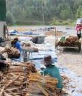 Công nghệ sấy khô vỏ quế: Giữ trọn hương vị, nâng cao giá trị, bất chấp mưa nắng 