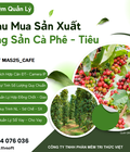 Phần mềm thu mua cà phê   tiêu 