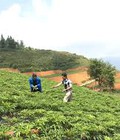 Nâng tầm giá trị dược liệu OCOP: Lựa chọn hệ thống chiết xuất đạt chuẩn cho doanh nghiệp 