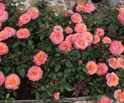 1 Nhà Bán Đường Đoàn Hồng Phước