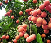 2 Bán đất ven sông thích hợp làm du lịch sinh thái 2 Bán đất ven sông thích hợp làm du lịch sinh thái