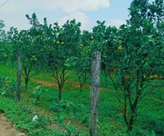Chính chủ cần ra gấp vườn cam gần thị xã Bình Long với giá 300 triệu