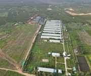 Bán hơn 12 ha Trang trại nuôi heo Hàm Thuận Nam,Bình Thuận,SHR,Đang cho Thuê 430 triệu,tháng.